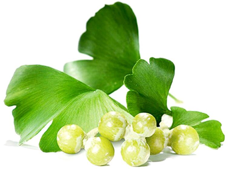 A ginkgo biloba levelei javítják a vérkeringést a pénisz szöveteiben
